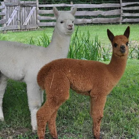 Bed & Breakfast Orsegi Patakparti Alpaka Panzio