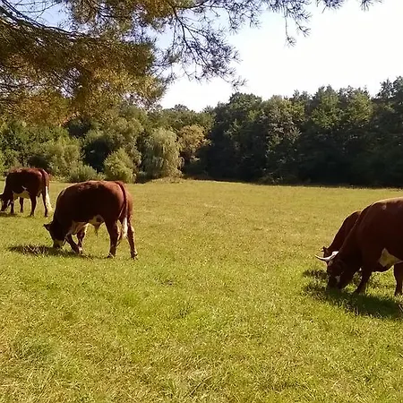 Bed & Breakfast Orsegi Patakparti Alpaka Panzio Kisrakos