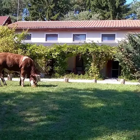 Orsegi Patakparti Alpaka Panzio Kisrakos