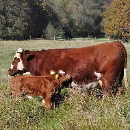 Bed & Breakfast Orsegi Patakparti Alpaka Panzio *