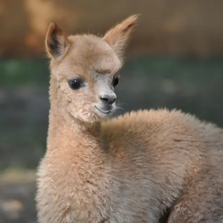 Bed & Breakfast Orsegi Patakparti Alpaka Panzio *