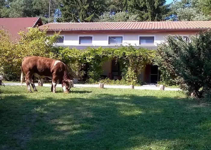 Orsegi Patakparti Alpaka Panzio Kisrakos